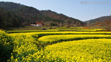 油菜花