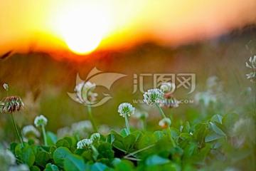 夕阳白花