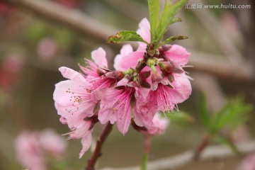 粉色桃花