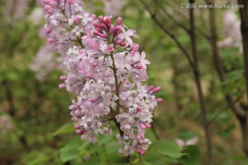 小花