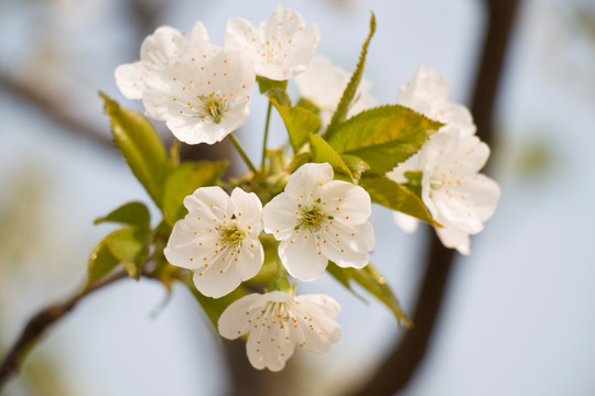 樱花 梨花