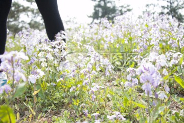 二月兰 花卉