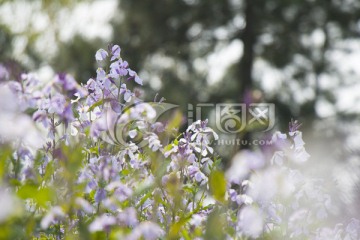 二月兰 花卉