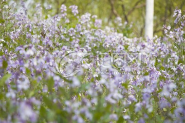 二月兰 花卉摄影