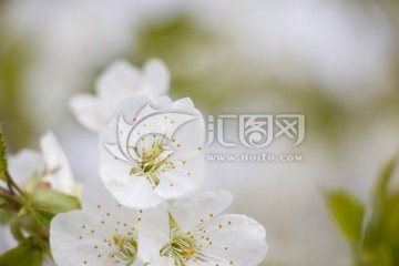 樱花 梨花 桃花 花卉