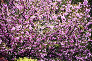 梨花桃花