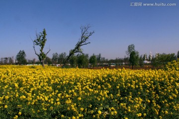 油菜花