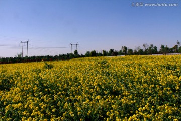 油菜花