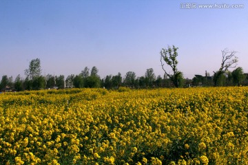 油菜花