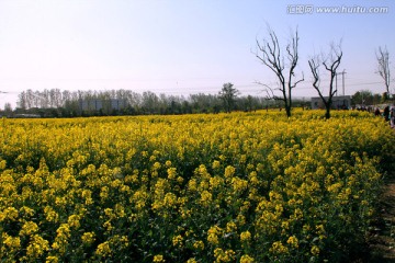 油菜花