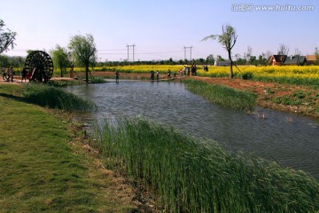 油菜花