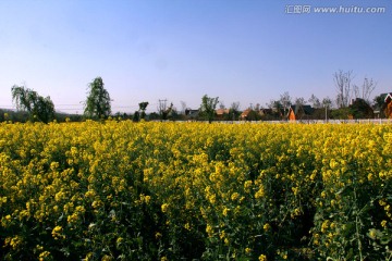 油菜花