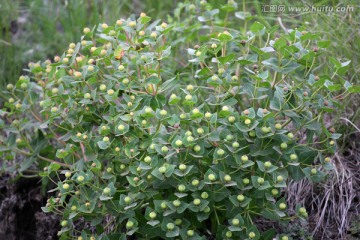 大兴安岭野生植物 野花花蕊