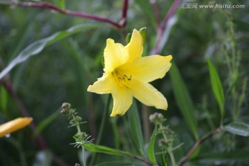 北方内蒙野生植物 黄花菜 萱草