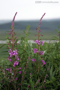 大兴安岭野生植物 柳兰花