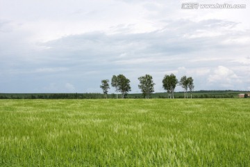 一片浓绿飘香的小麦 世外田园