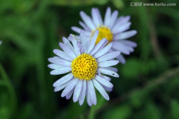 野生野花 马兰