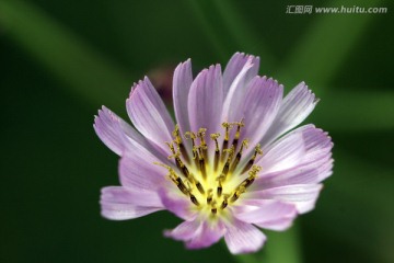 秋英花 扫帝梅花