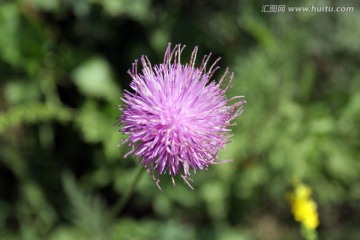 呼伦贝尔野生植物 祁州漏芦