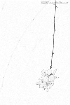 桃花素描