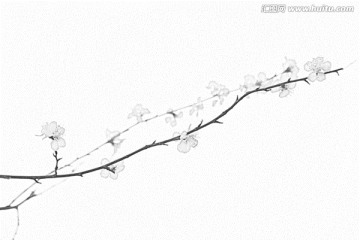 桃花素描