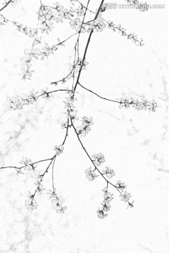 桃花素描