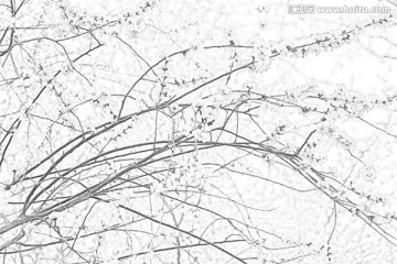 桃花素描