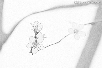 桃花素描
