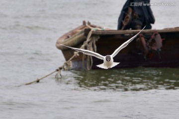 海鸥