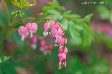 荷包牡丹