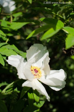 牡丹花 牡丹 洛阳花