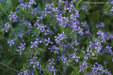 山花