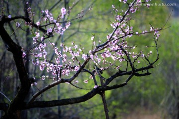 写意桃花