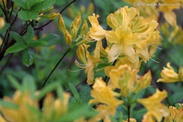 杜鹃花