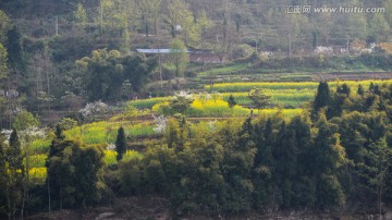 油菜花