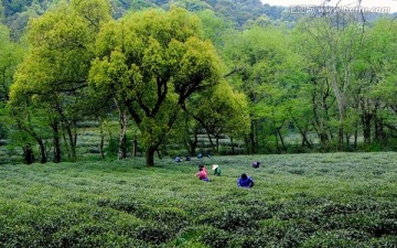 龙井村