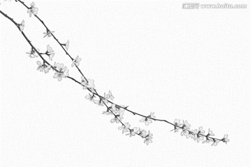 桃花素描