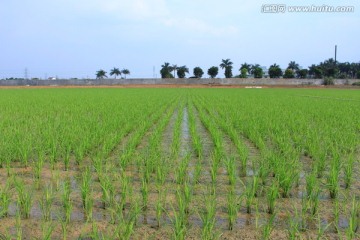 水稻田园