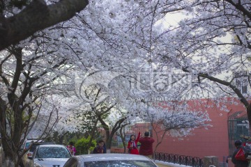 青岛樱花路