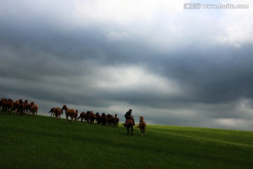 草原夏季牧马