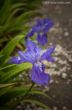 鸢尾花