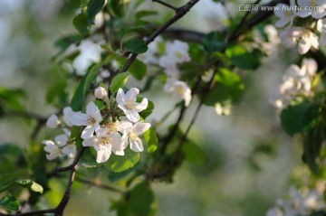 苹果开花