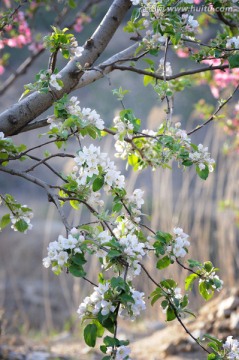 苹果花