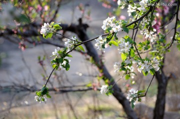 苹果花