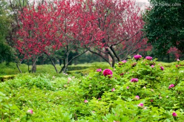中国国花园牡丹