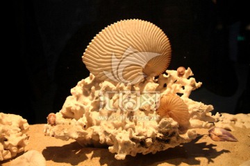船蛸螺