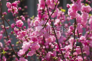 榆叶梅花开