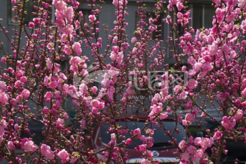 榆叶梅花开