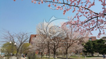 春天校园里盛开的桃花