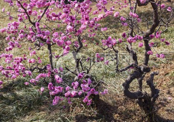 梅花 石家庄植物园